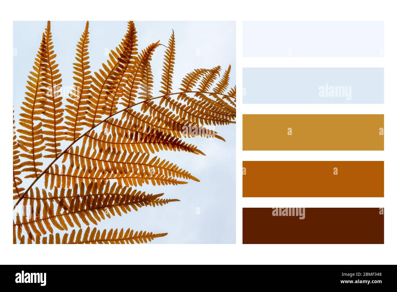 Branche de fougères isolée. Fond naturel de feuilles dans une palette de couleurs, avec des nuances de couleurs gratuites Banque D'Images