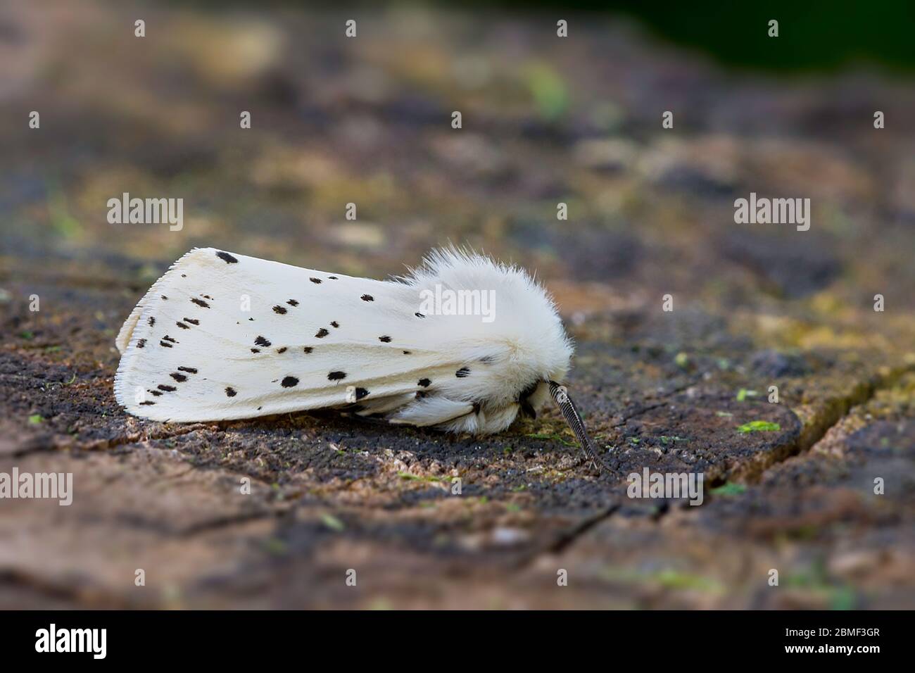 Spilosoma lubricipeda à l'ermine blanche dans un jardin du nord de norfolk. ROYAUME-UNI. Banque D'Images