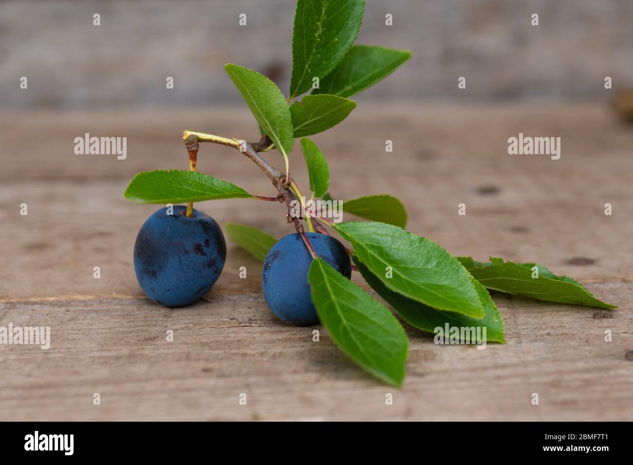 Prunes avec feuilles sur fond en bois Banque D'Images