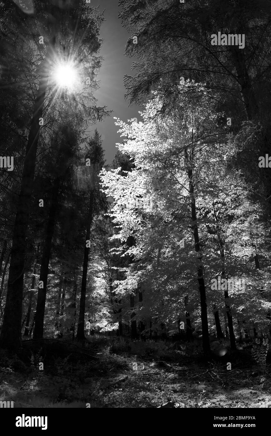 Soleil se déversant dans les arbres dans une forêt Banque D'Images