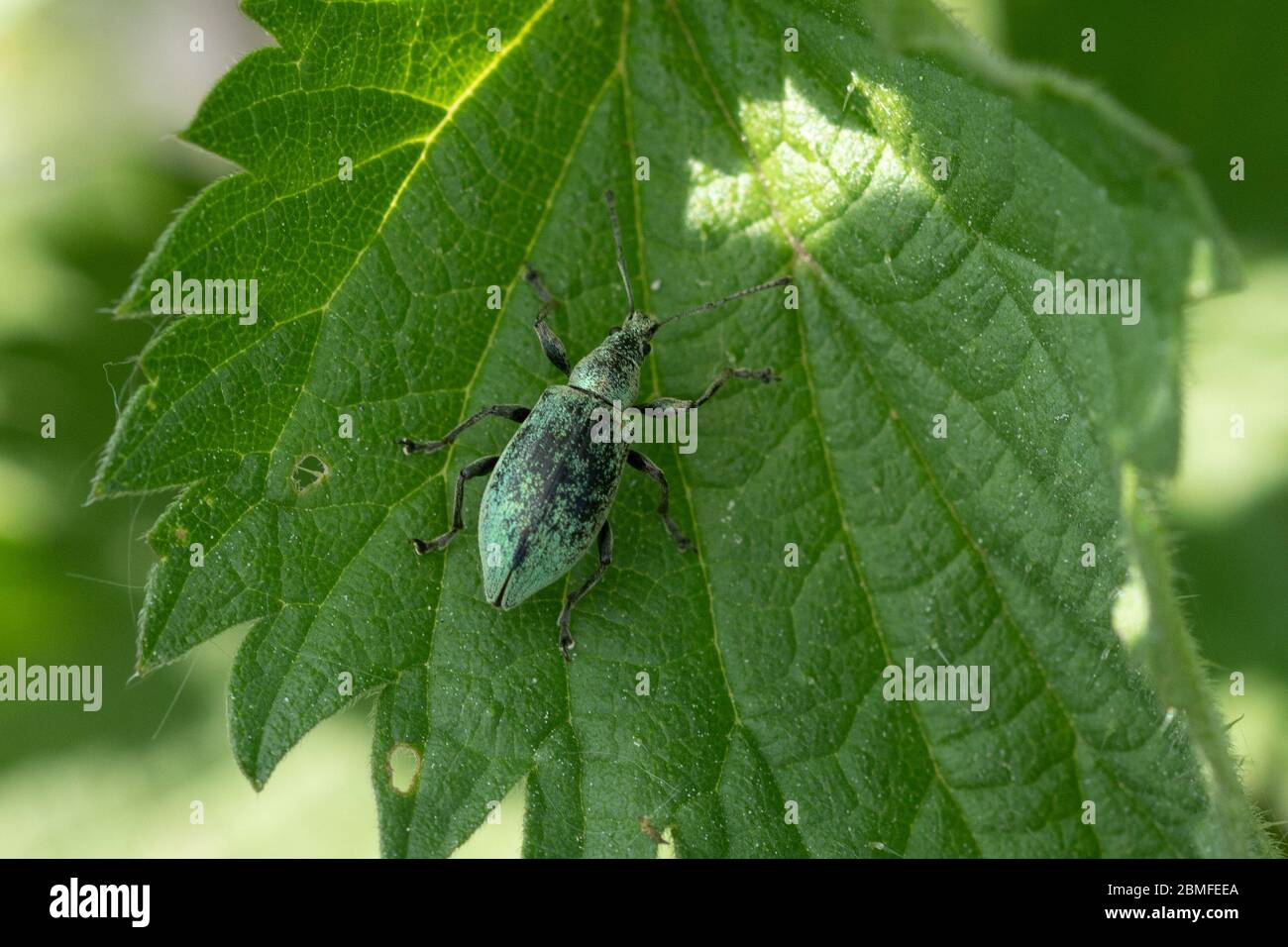 Charançon de l'ortie (Phyllobius pomaceus), petit coléoptère vert sur une ortie picolante, Royaume-Uni Banque D'Images