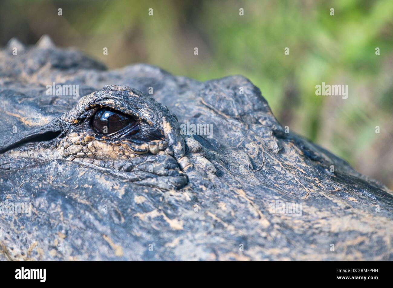 Alligator américain (Alligator mississippiensis) au sol dans le parc national des Everglades, Floride, États-Unis Banque D'Images