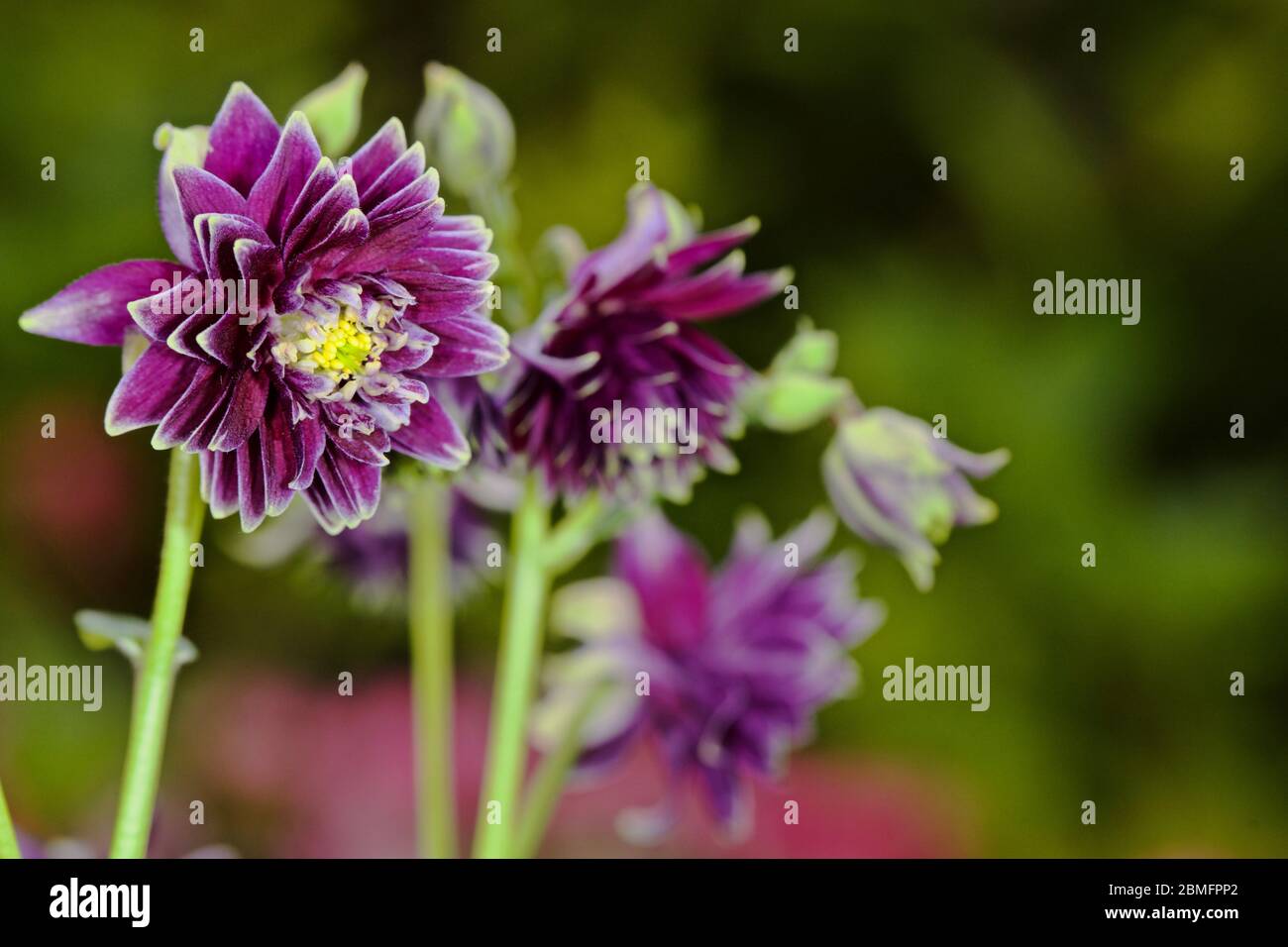 Aquilegia Caerulea vulgaris Christa Barlow Banque D'Images