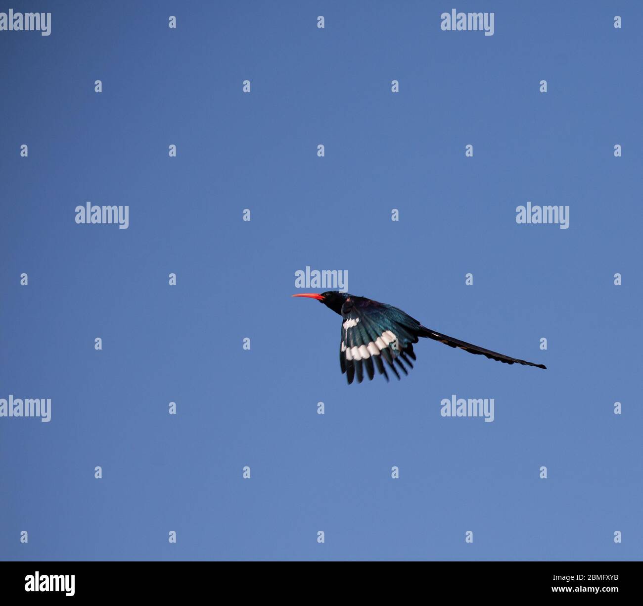 Bochoope vert Banque D'Images