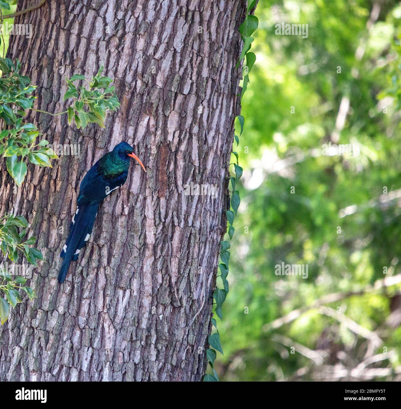 Bochoope vert Banque D'Images