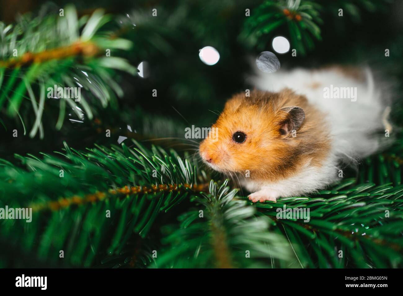 * Hamster dans un arbre de Noël Banque D'Images