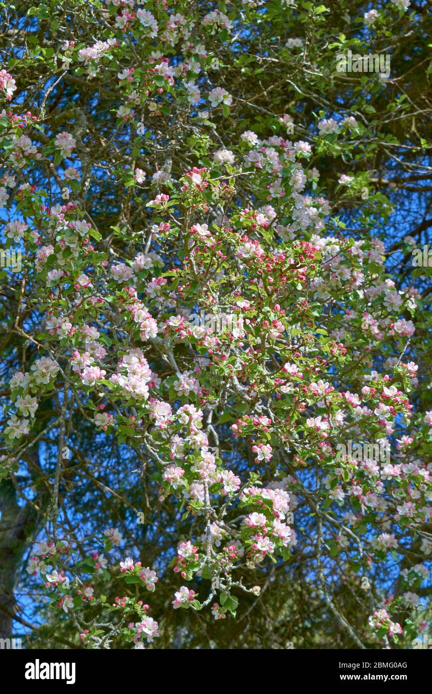 FLEURS ROSES ET BLANCHES OU FLEURS DE L'ARBRE DE LA POMME DE CRABE AU PRINTEMPS MALUS SYLVESTRIS Banque D'Images