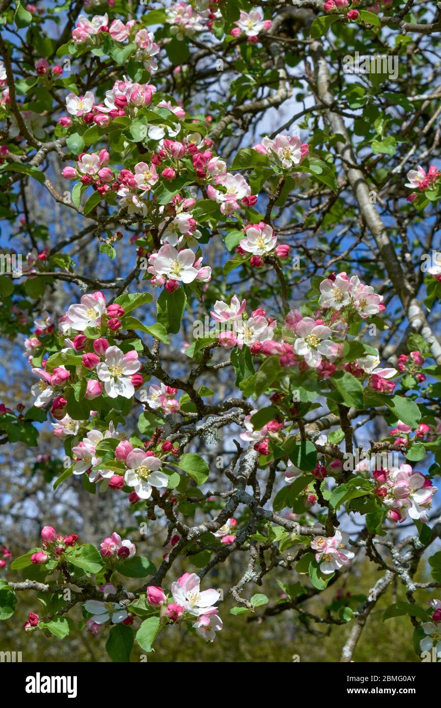 FLEURS ROSES ET BLANCHES OU FLEURS DE L'ARBRE DE LA POMME DE CRABE AU PRINTEMPS MALUS SYLVESTRIS Banque D'Images