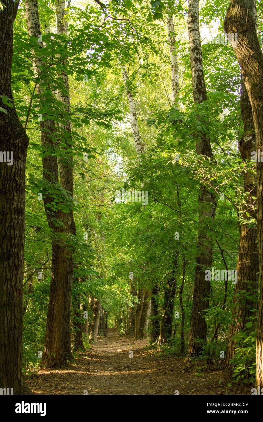 tunnel d'arbres verts, un chemin dans la distance. Cadre de perspective. L'été attend l'automne, est apparu sur terre les premières feuilles sèches Banque D'Images