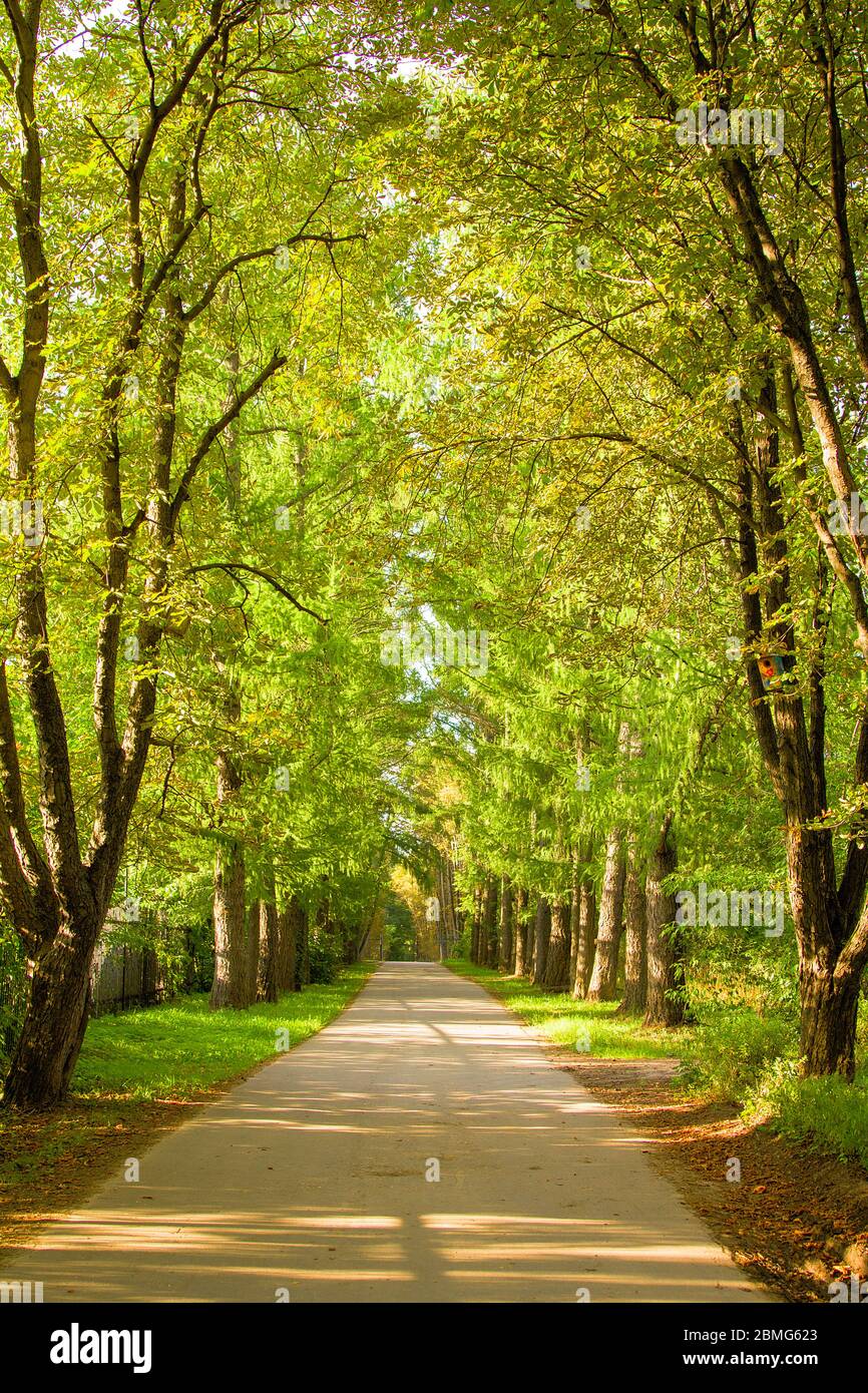 tunnel d'arbres verts, un chemin dans la distance. Cadre de perspective. L'été attend l'automne, est apparu sur terre les premières feuilles sèches Banque D'Images