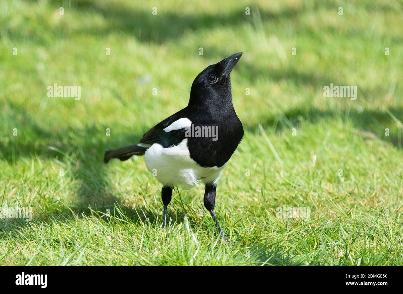 Magpie debout sur une pelouse en herbe en regardant vers le haut Banque D'Images