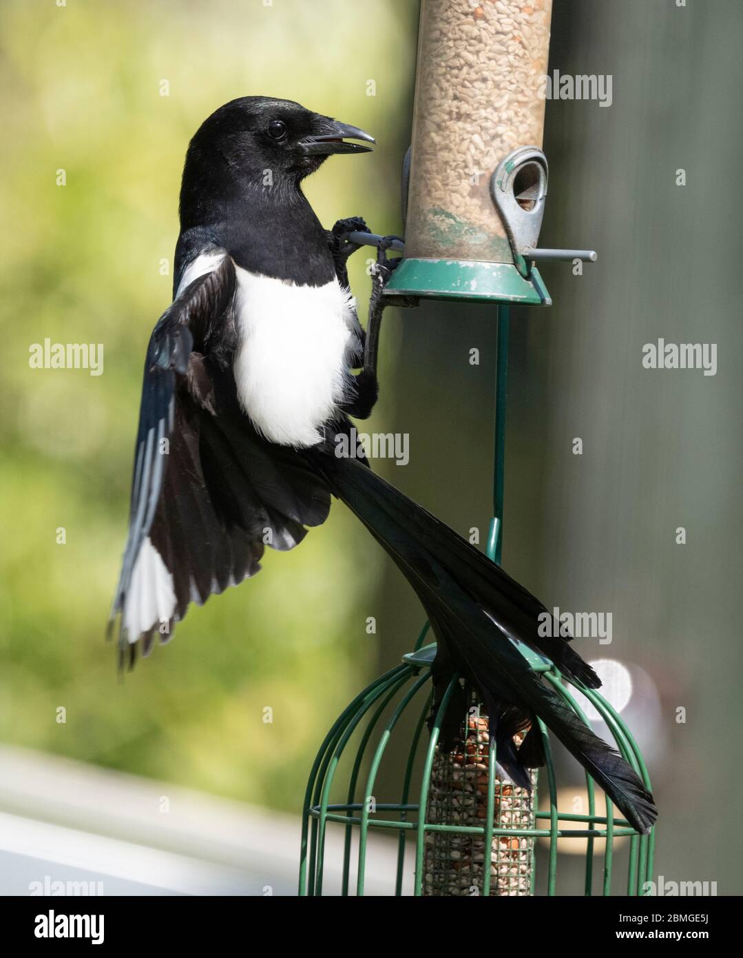 Magpie prend des arachides d'un mangeoire à oiseaux de jardin après avoir regardé des perruches. Ce grand oiseau de la famille des corneaires semble manger de cette façon sans pieules. Banque D'Images