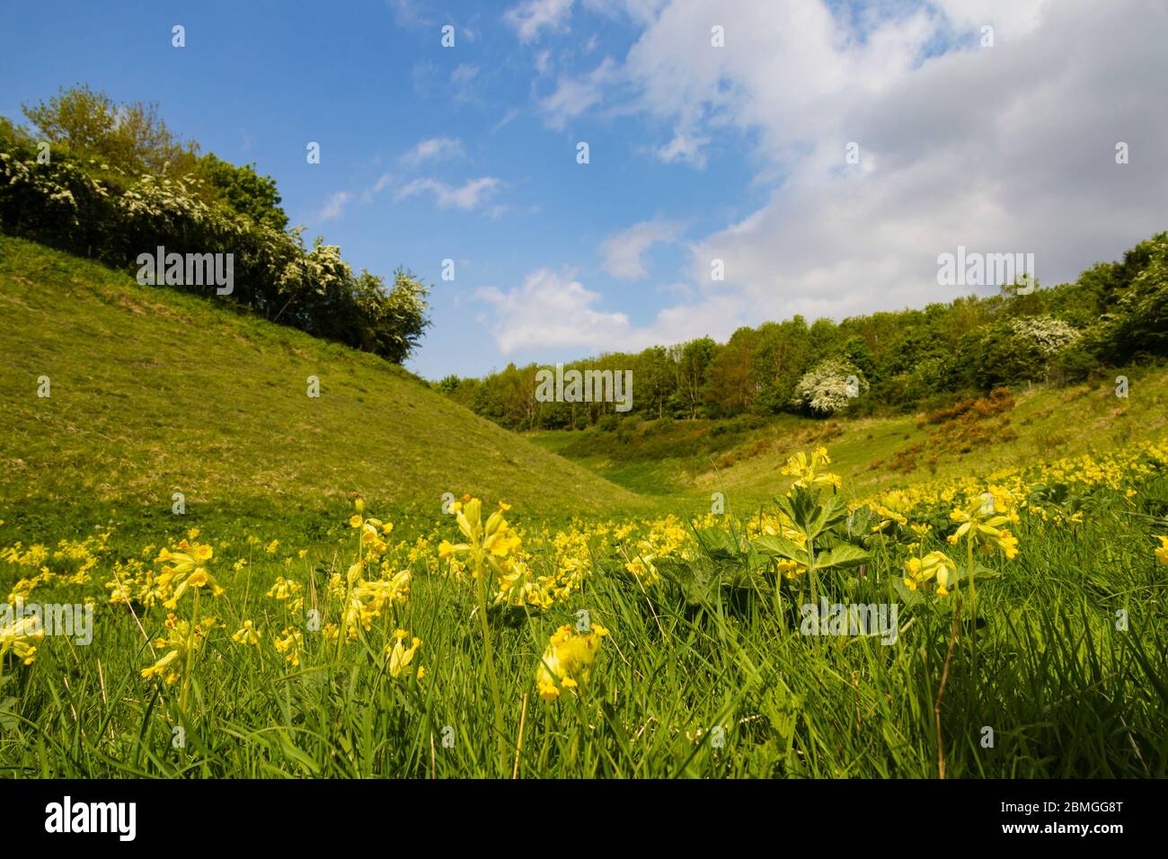 Des cowslips en pleine floraison dans la vallée d'Ancaster, Lincolnshire Wildlife Trust Banque D'Images