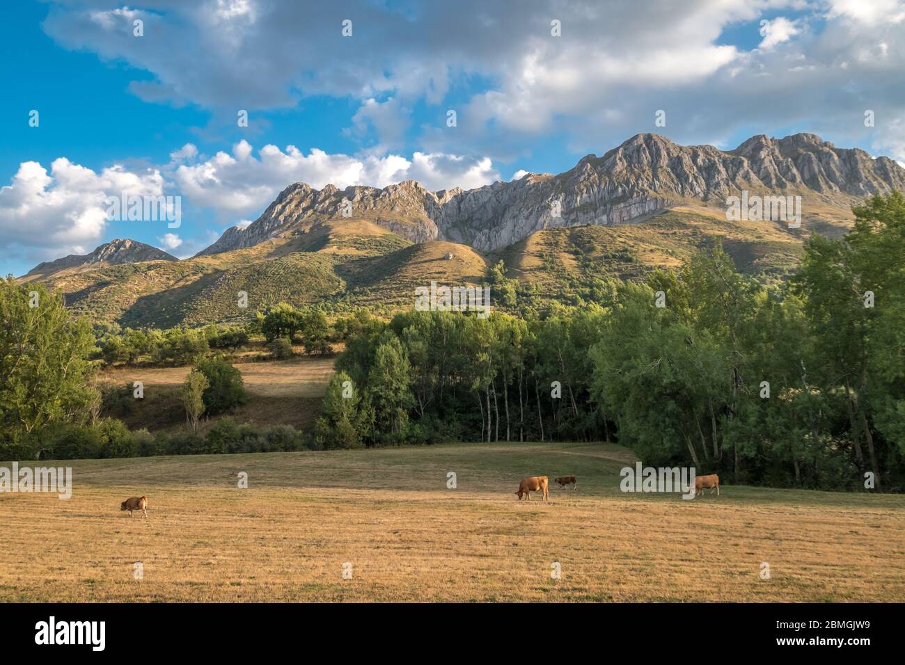 Vaches en champ sur pâturage, troupeau de bovins paysage rural hautes montagnes Espagne Banque D'Images