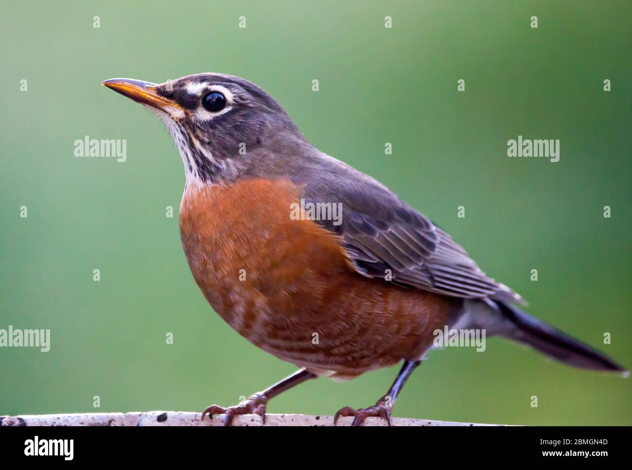 Gros plan d'un oiseau américain de Robin sur fond vert foncé. Banque D'Images