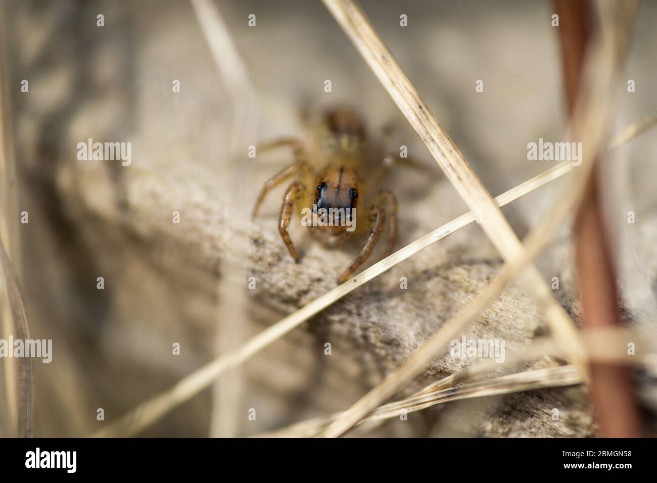 Spider de saut dimorphique en Springtime Banque D'Images
