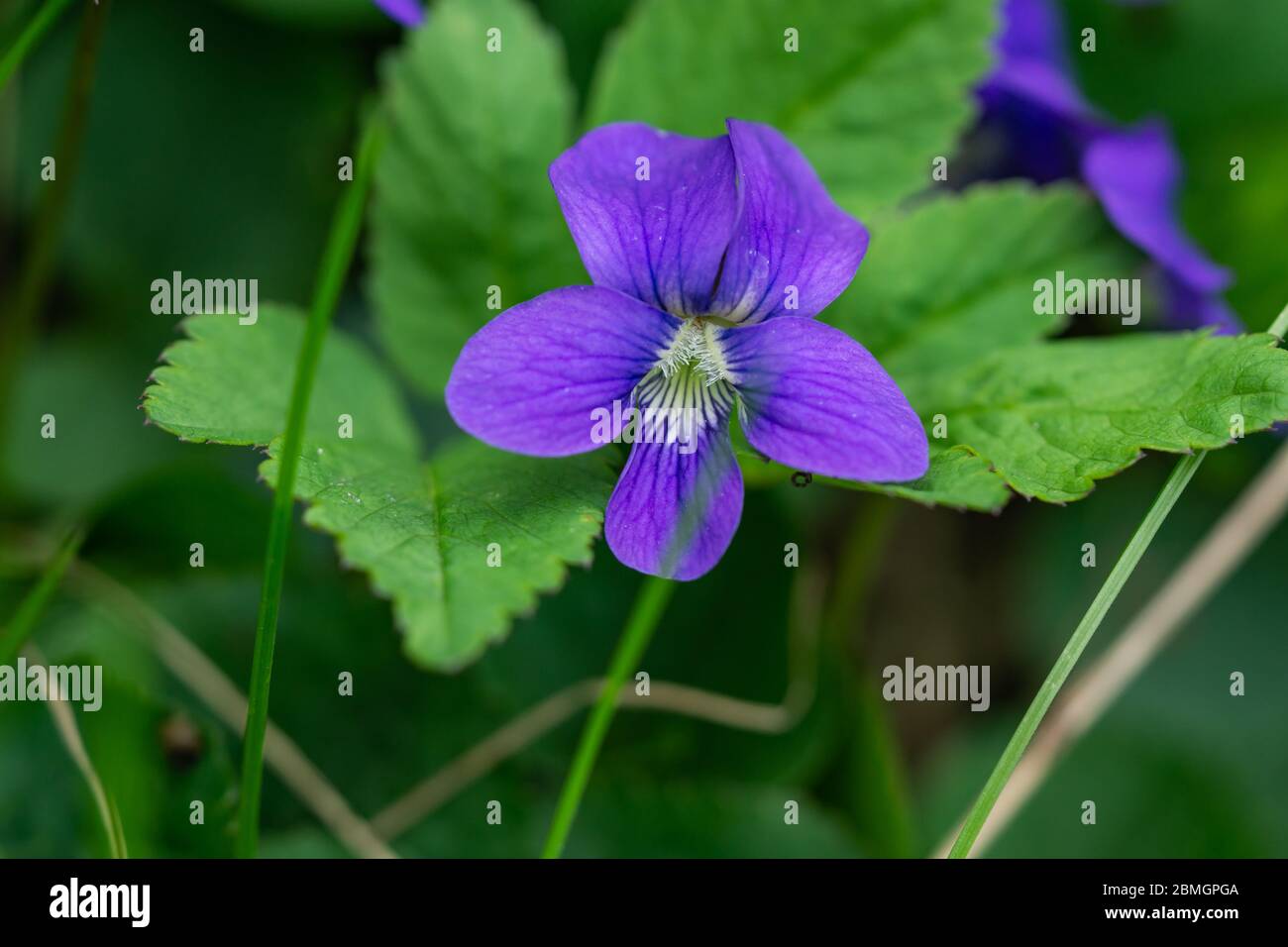 Fleur violette au printemps Photo Stock - Alamy