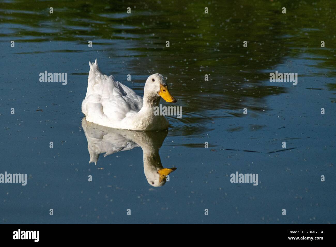Canard blanc de pékin nageant sur un lac avec réflexion Banque D'Images