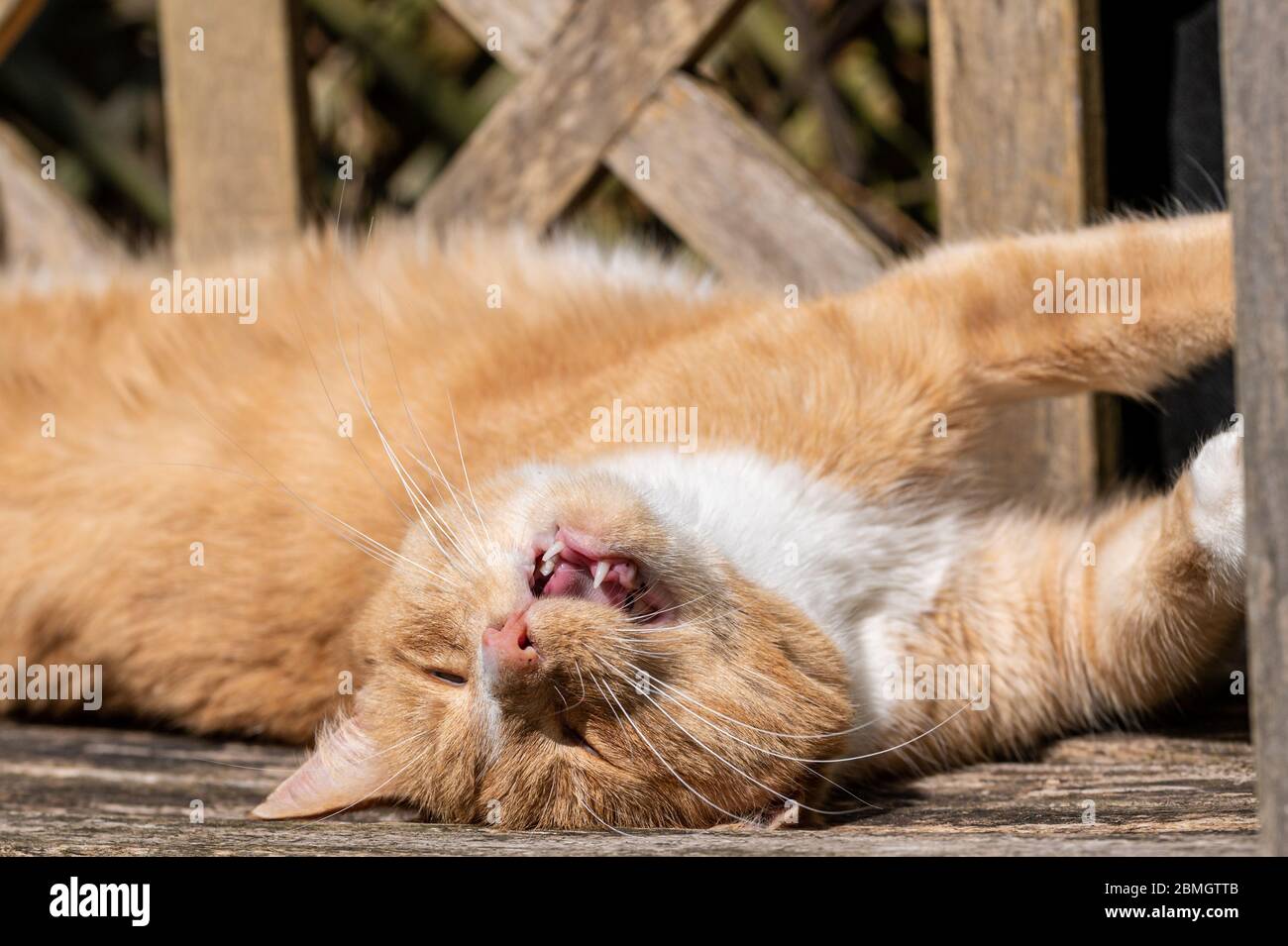 Ginger tom Cat bains de soleil sur banc en bois Banque D'Images
