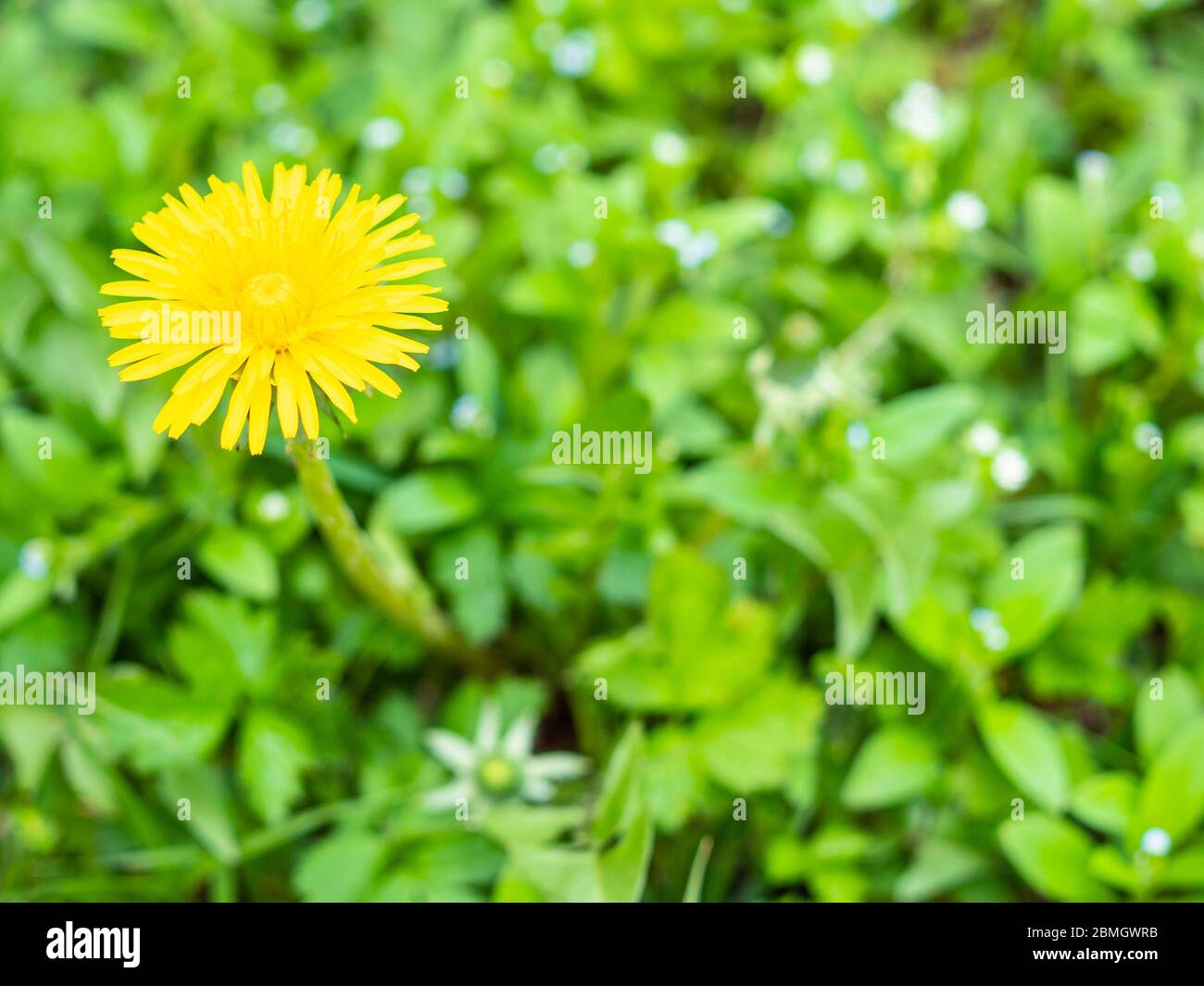 fleur de pissenlit jaune sur pelouse verte gros plan le jour du printemps (focus sur la fleur de taraxacum ) Banque D'Images