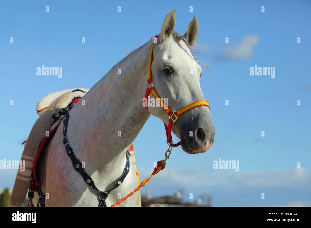 Portrait de cheval blanc andalou sur fond bleu ciel Banque D'Images