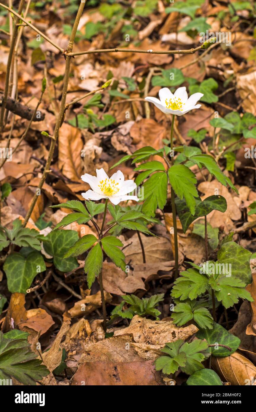 Une anémone de bois (Anemone nemorosa) fleurit au printemps dans la forêt. Les fleurs blanches sont un contraste agréable avec le fond sombre, fait de hêtre sec le Banque D'Images