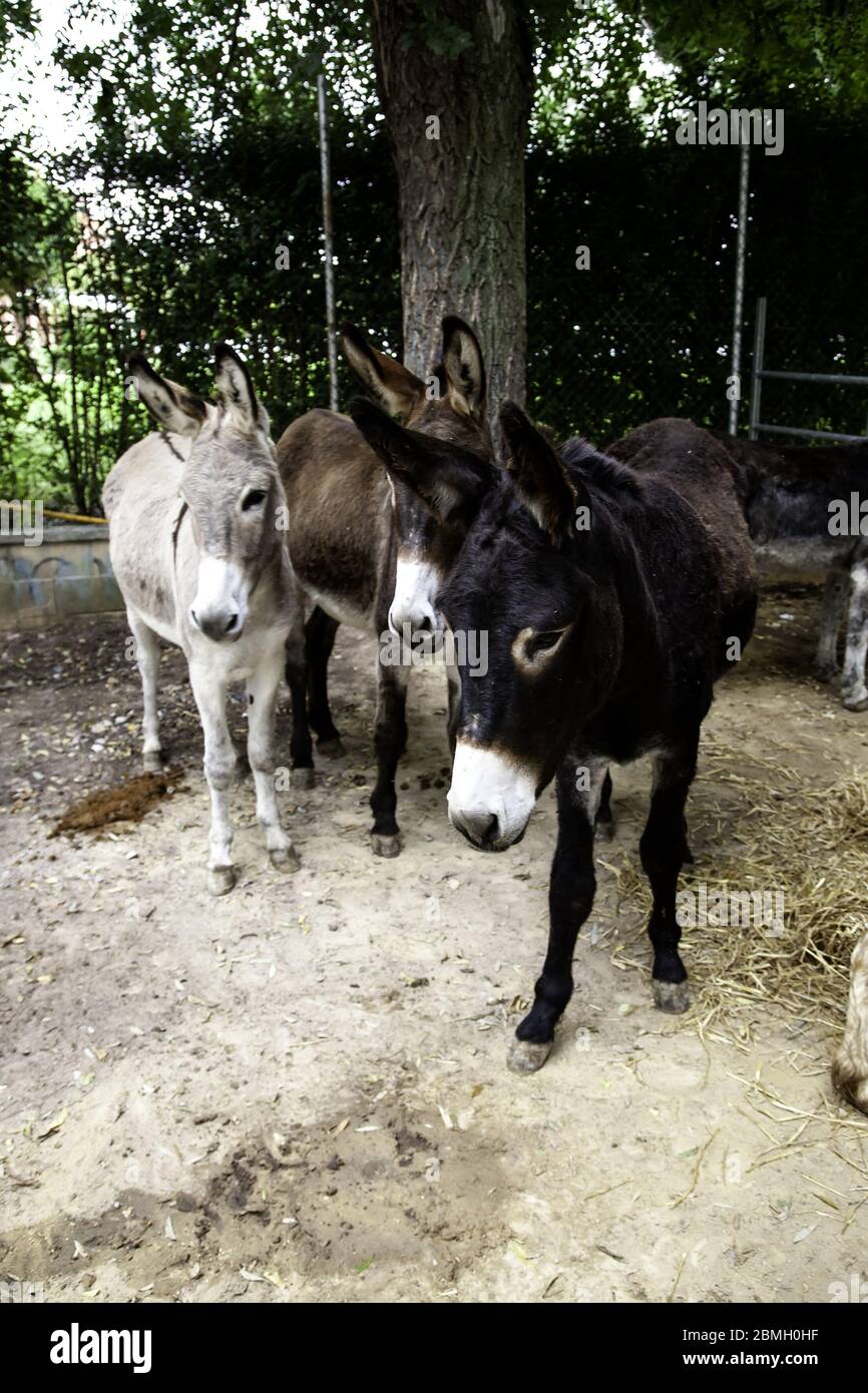 Ânes dans la ferme animale, parc naturel Banque D'Images