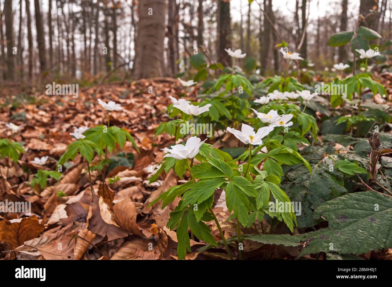 Une anémone de bois (Anemone nemorosa) fleurit au printemps dans la forêt.  Les fleurs blanches sont un contraste agréable avec le fond sombre, fait de  hêtre sec le Photo Stock - Alamy