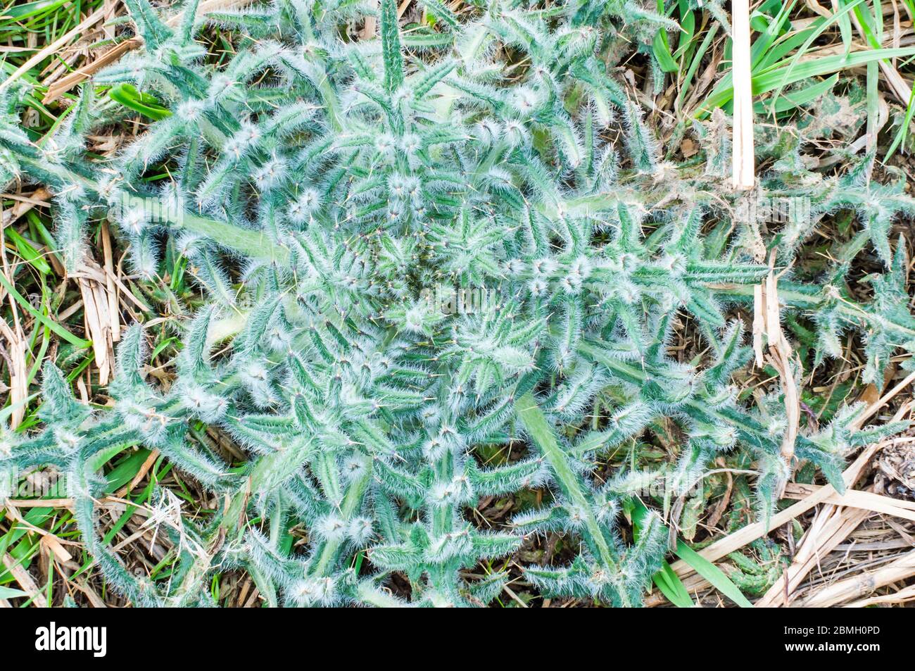 Une rosace acanthium émerge de la neige après l'automne. Les feuilles sont recouvertes de cheveux blancs, légers et pointus. Banque D'Images