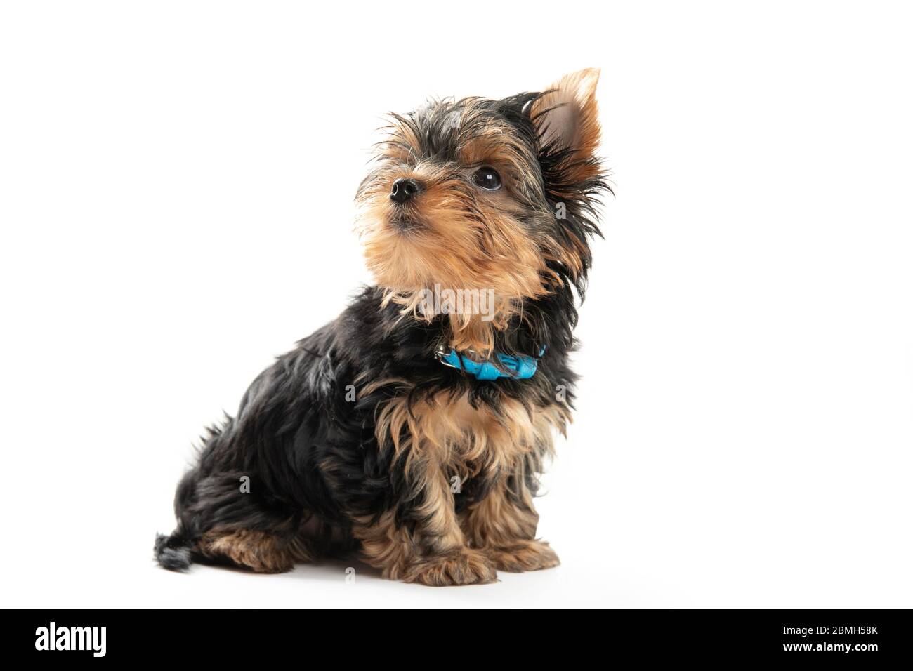 Chiot du Yorkshire Terrier isolé sur fond blanc Banque D'Images