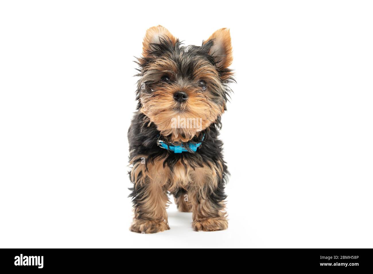 Chiot du Yorkshire Terrier isolé sur fond blanc Banque D'Images