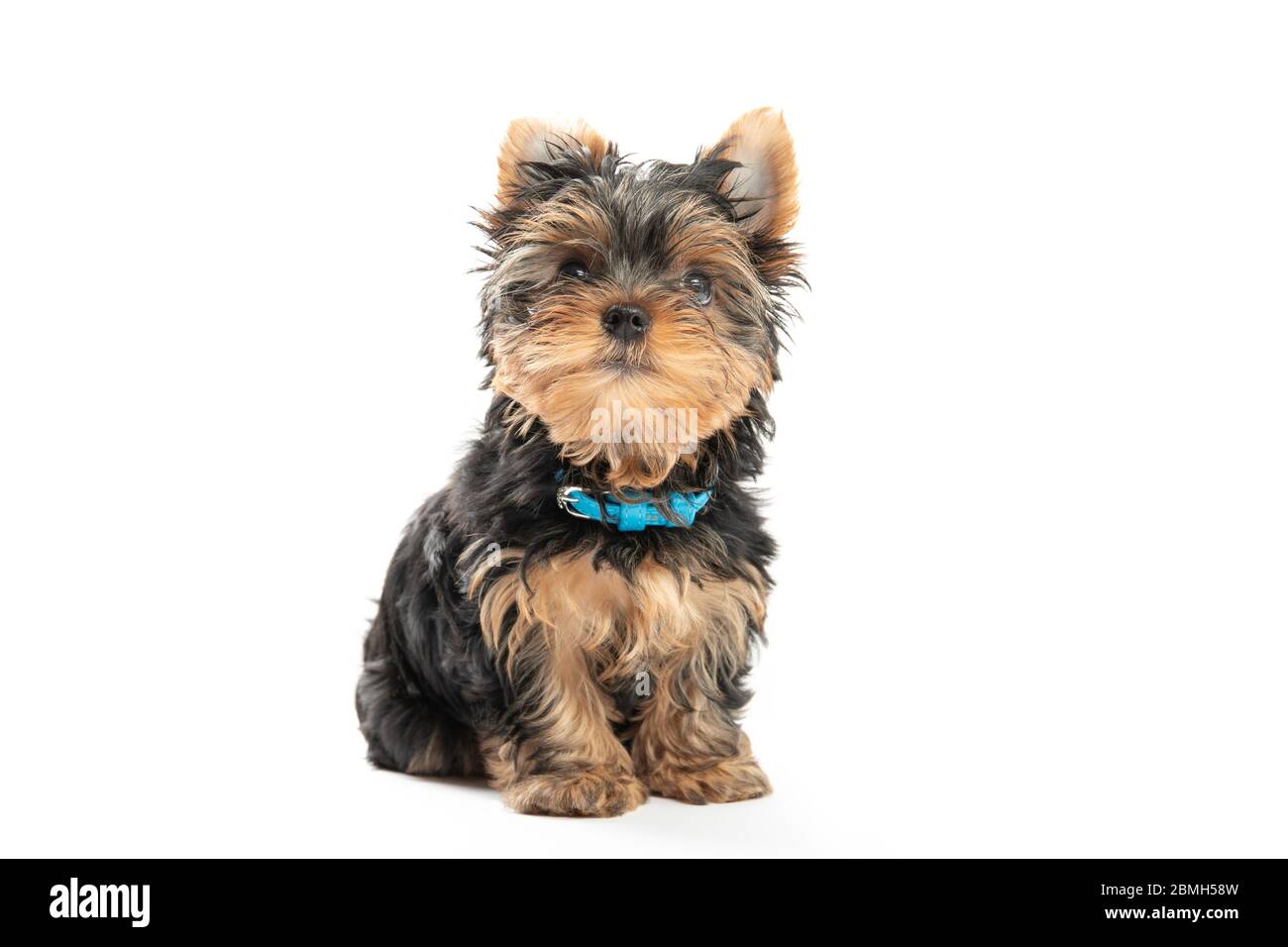 Chiot du Yorkshire Terrier isolé sur fond blanc Banque D'Images