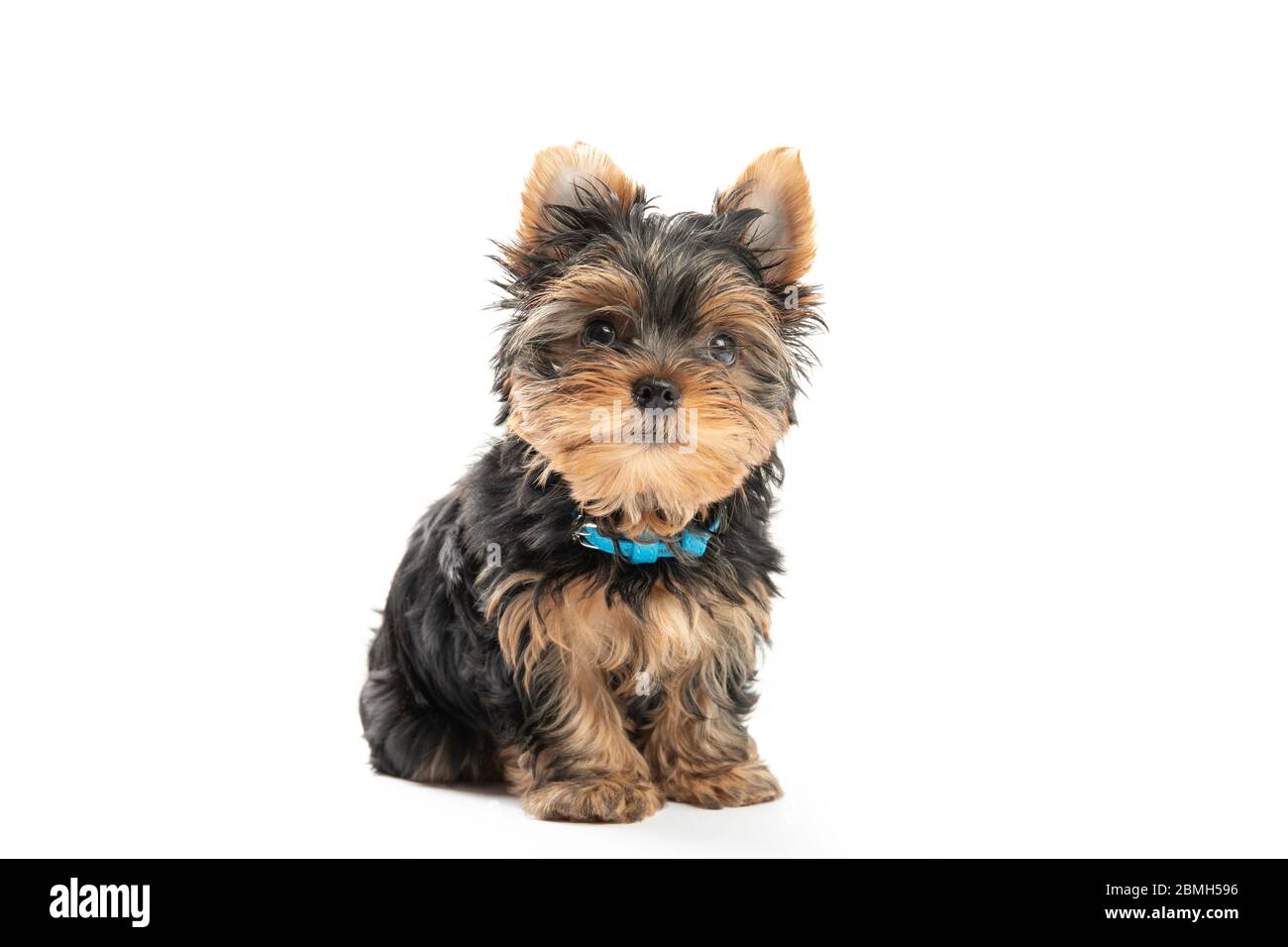 Chiot du Yorkshire Terrier isolé sur fond blanc Banque D'Images