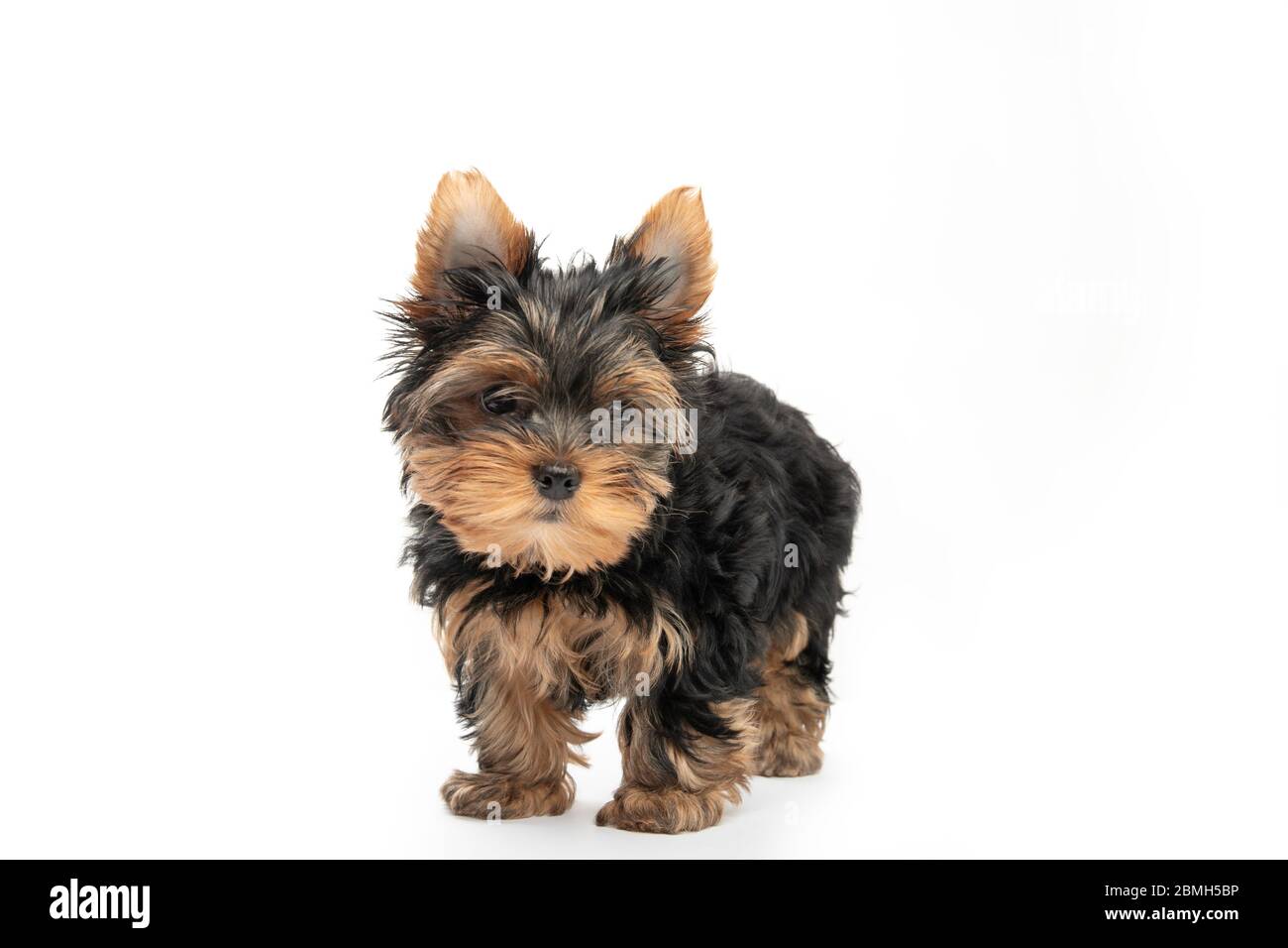 Chiot du Yorkshire Terrier isolé sur fond blanc Banque D'Images