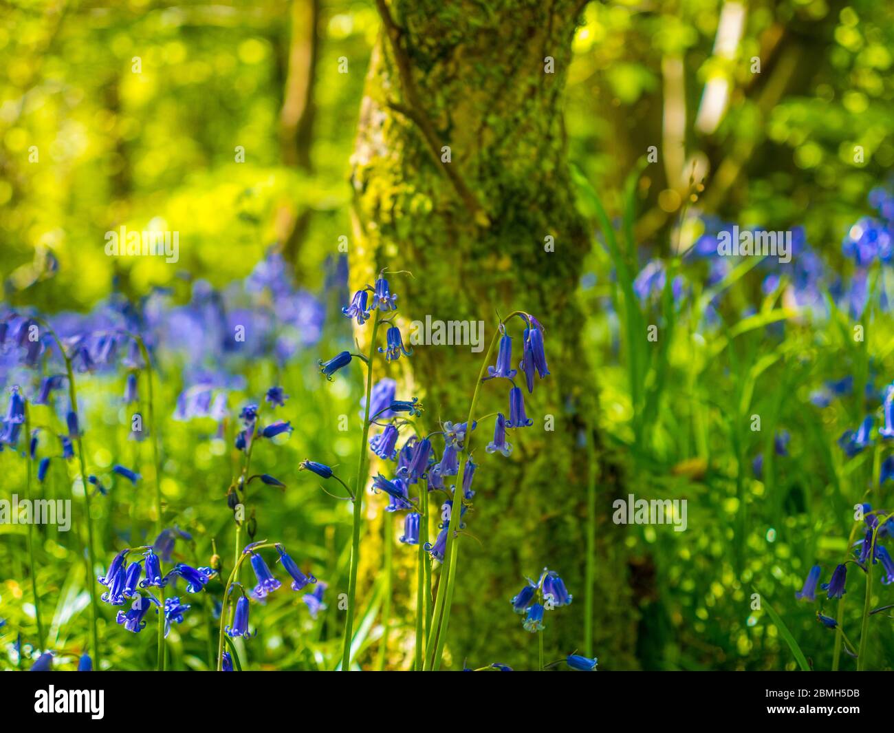 Bluebell Woods à Checkendon, South Oxfordshire, Angleterre, Royaume-Uni, GB. Banque D'Images