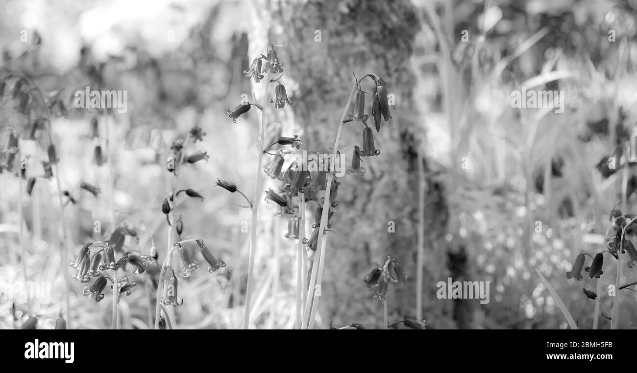 Paysage noir et blanc, Bluebell Woods à Checkendon, South Oxfordshire, Angleterre, Royaume-Uni, GB. Banque D'Images