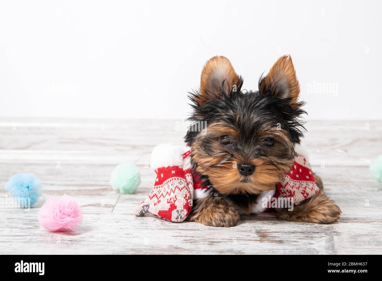 Petit chiot en costume de père noël. Vacances. Nouvelle année Banque D'Images