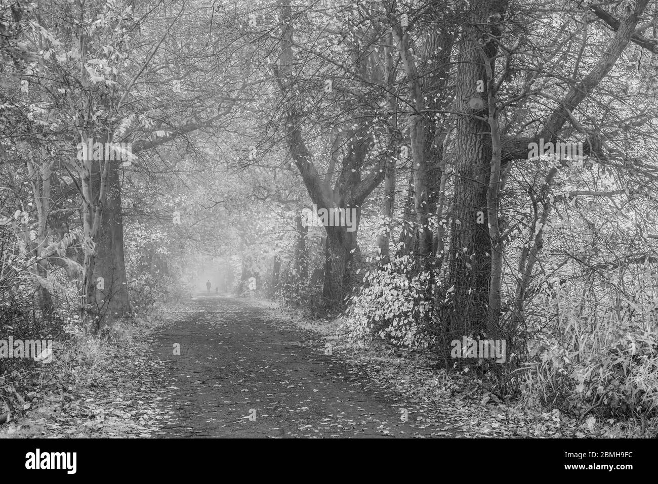 Femme avec chien dans les bois Banque D'Images