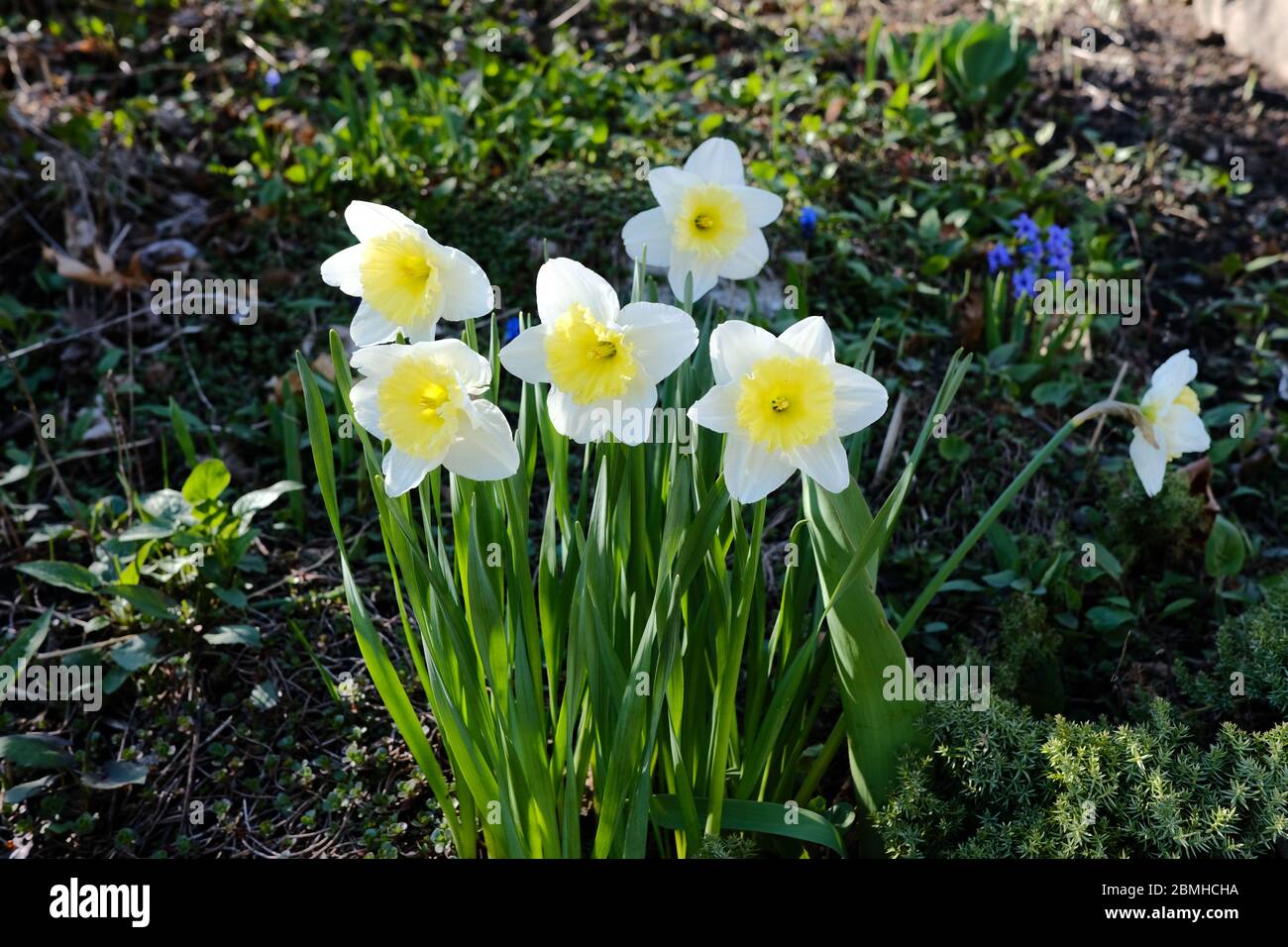 Un petit groupe de Daffodil (Narcisse cultivar 'Crewenna'?) En pleine floraison, en profitant du soleil matinal dans un jardin d'Ottawa, Ontario, Canada. Banque D'Images