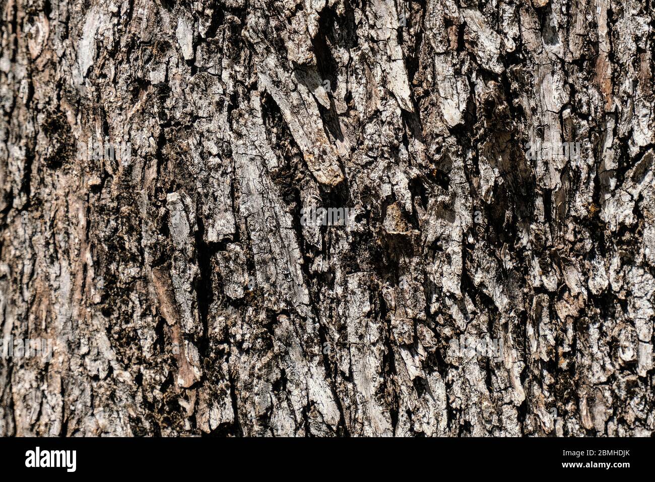 Texture écorce d'olivier sauvage vieilli, bois naturel papier peint motif fond, cilento italie Banque D'Images