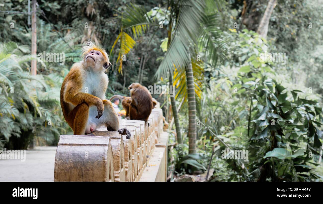 Séjour de détente pour la famille de singes dans un temple Matara Banque D'Images Séjour de détente pour la famille de singes dans un temple Matara Banque D'Images