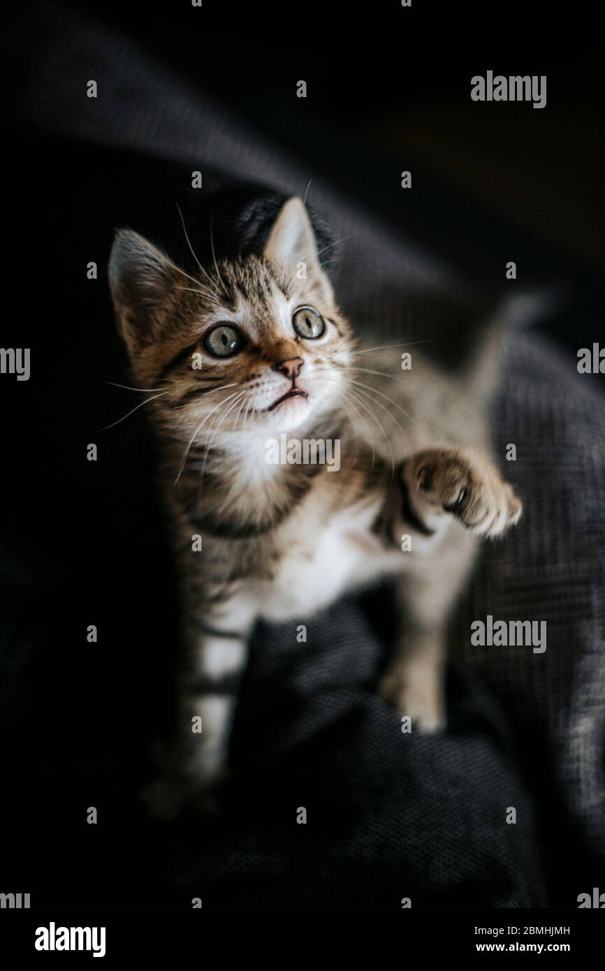 Joli chaton gris rayé bengale look jouer Banque D'Images
