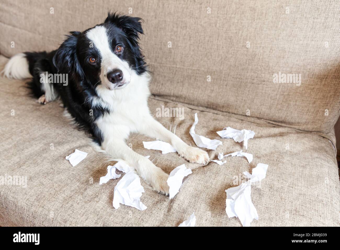 Naughty chien joueur bordure de chien de chiot collie après avoir mal piquant papier toilette couché sur le canapé à la maison. Coupable et détruit la salle de séjour. Abîissez votre chiot et votre maison avec un regard amusant Banque D'Images