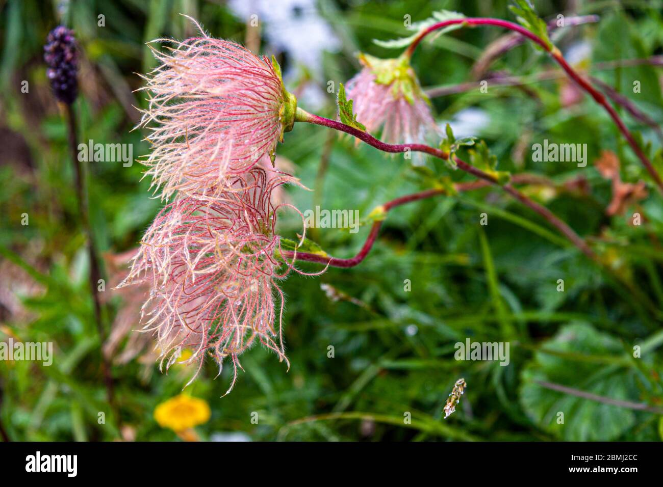 Pulsatilla alpina (Alpen-Anemone) près de Neustift im Stubaital, Autriche Banque D'Images