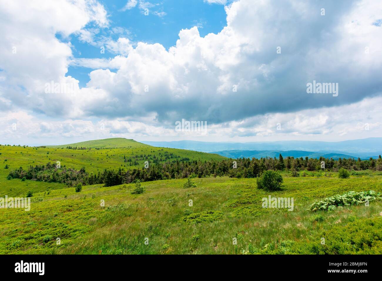 prés alpins de mnt. runa, ukraine. forêt de conifères au loin. beau paysage naturel des montagnes de carpates en été. temps nuageux Banque D'Images