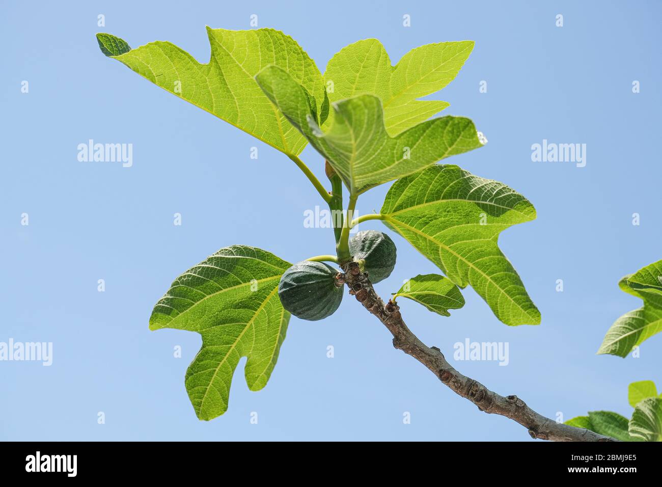 Délicieux vert italien figues plante feuilles branche bleu ciel fond, fico de cilento Banque D'Images