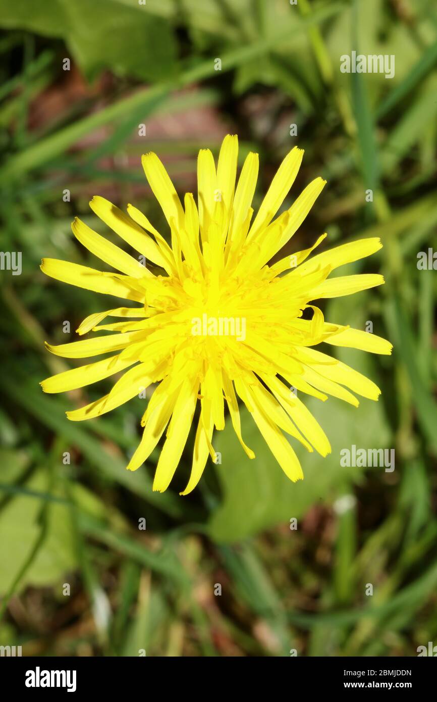 Fleur sauvage taraxacum officinale pissenlit boule de soufflage asteraceae fond de la famille impression de haute qualité Banque D'Images