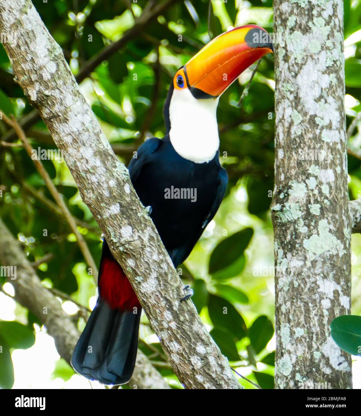Toucan dans la forêt brésilienne. Photographié Dans L'État D'Espirito Santo, Au Brésil. Banque D'Images