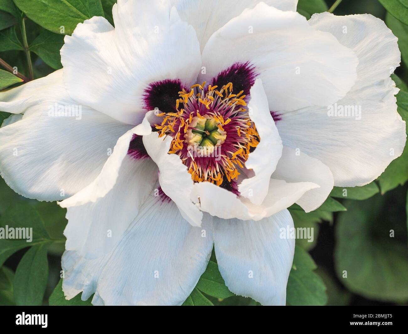 Big White Rock Peony ou tête de fleur de pivoine, gros plan. Belle plante à fleurs de la famille des Paeoniaceae. Arbre de Paeonia rockii en saison de printemps. Banque D'Images