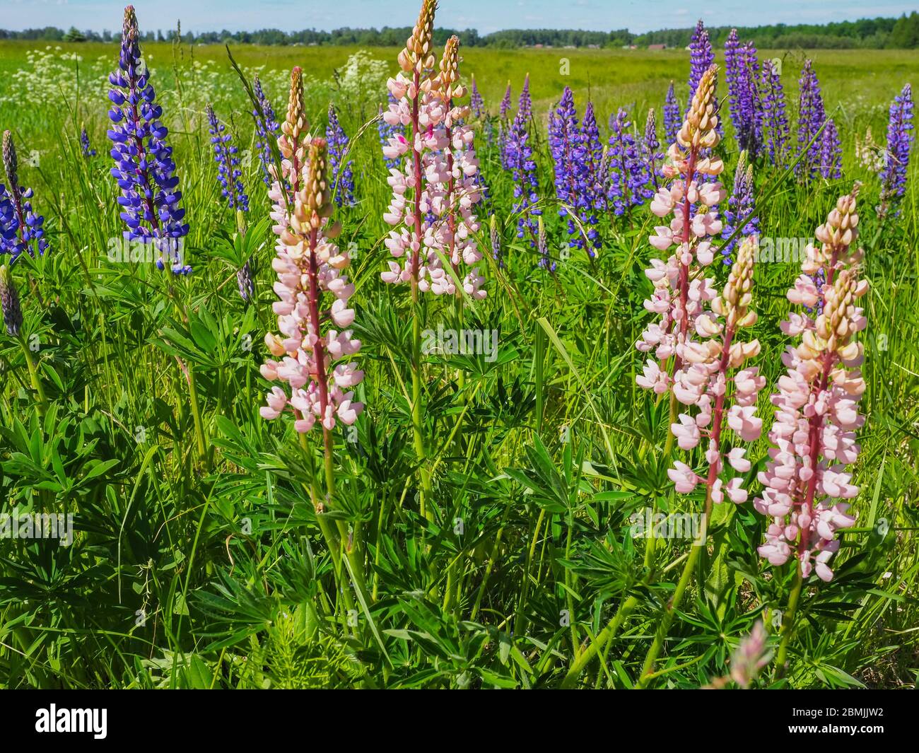 Le champ floral de lupin sauvage ou de Lupinus perennis, connu sous le nom de lupin bleu ou lupin solaire, est un genre de plantes à fleurs de la famille des légumineuses Fabaceae. Banque D'Images